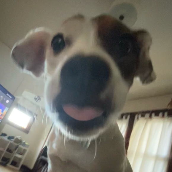 Meet your Posher, Greta - Picture 1 of 1